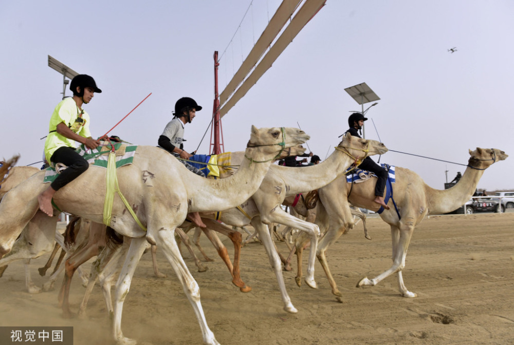 沙特举行王储骆驼节 青年骑